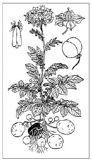 「ジャガイモ（Solanum tuberosum L［＃「L」は斜体］.）」のキャプション付きの図